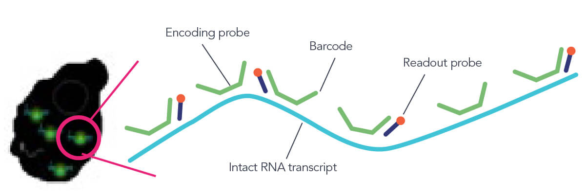 高品質 RNA 樣本與傳統 MERFISH